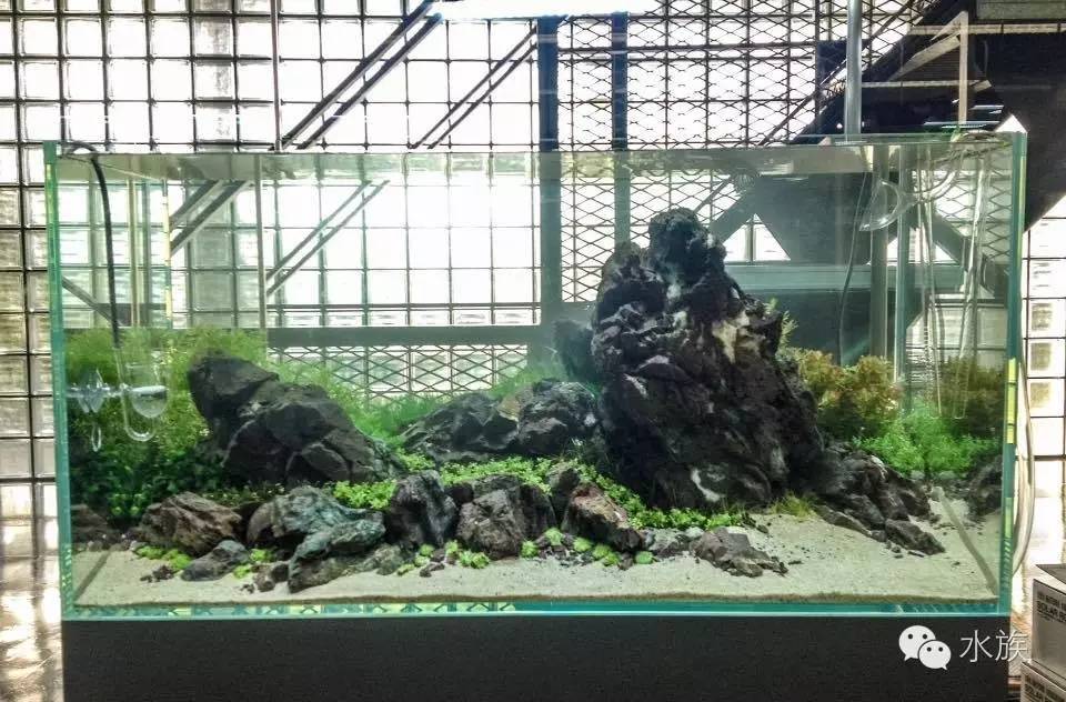 ada开缸第二天,ada开缸