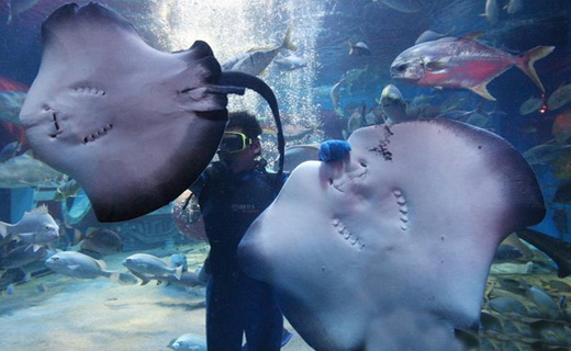 十一小长假,哈尔滨极地馆也是一个很不错的选择