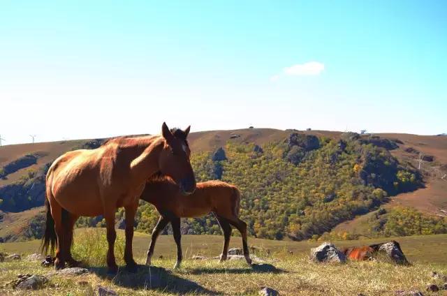 辉腾锡勒黄花沟风景,辉腾锡勒大草原黄花沟的美景