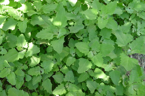 哪些食物易引发紫外线过敏,吃了蔬菜皮肤过敏