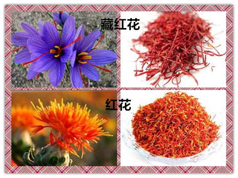 藏西秘境藏红花,藏西花是藏红花吗