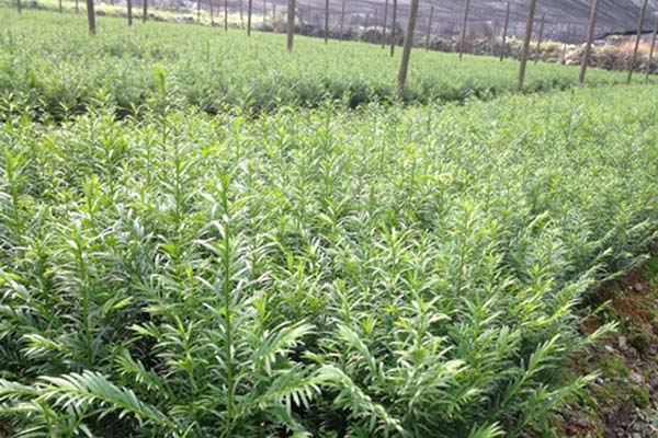 农民加入合作社后可以退出吗,农村成立合作社个人怎么办