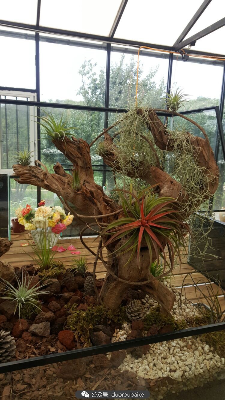 向阳的玻璃花房,玻璃花房设计建造