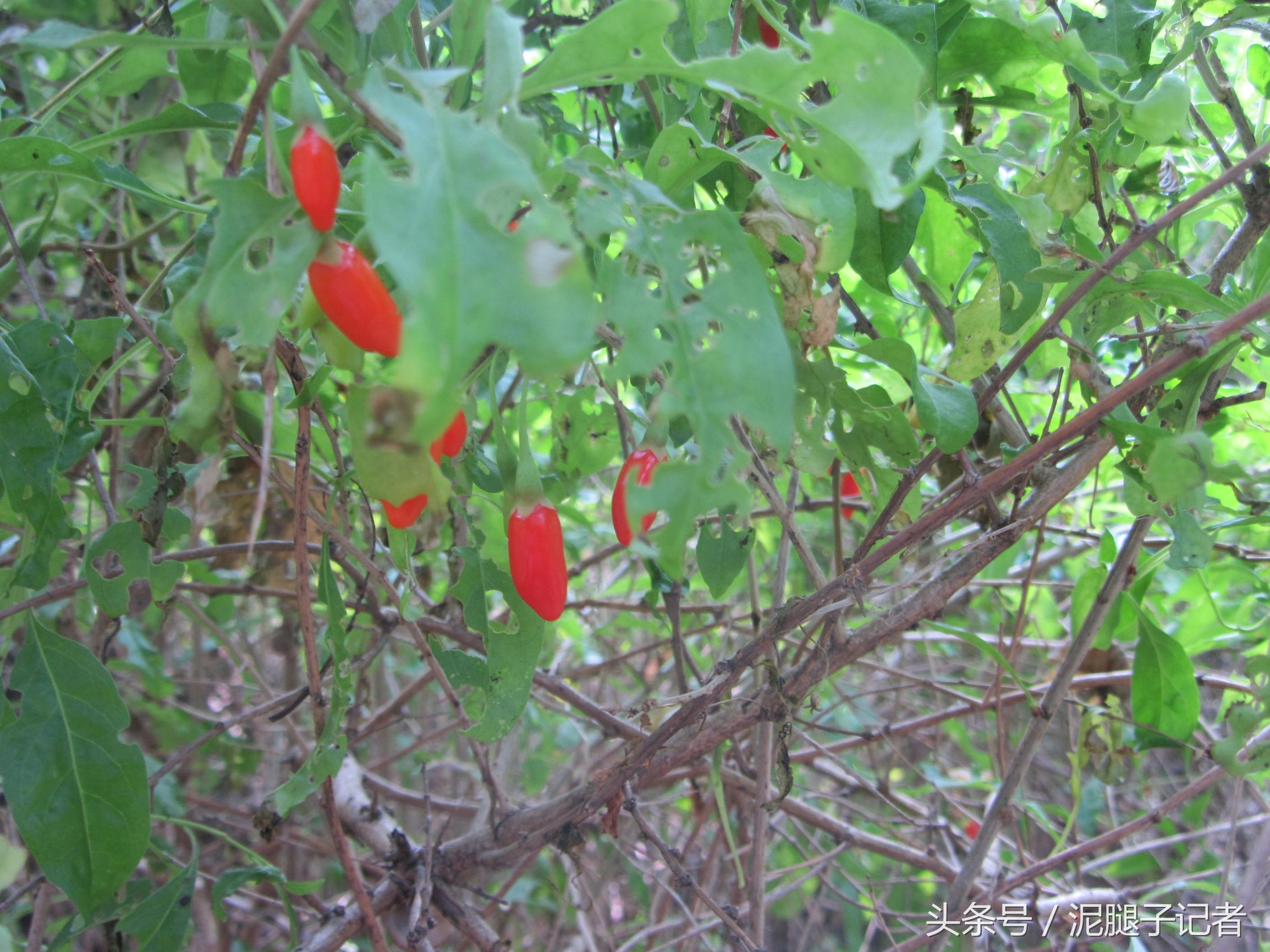 野生红姑娘吃法大全,野生红姑娘的正确吃法