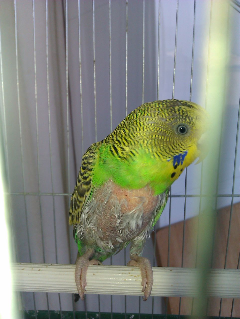 鹦鹉雏鸟啄羽毛怎么办,鹦鹉总是啄窝怎么办