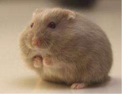 仓鼠有一股药味怎么办,怎么去除仓鼠难闻的味道