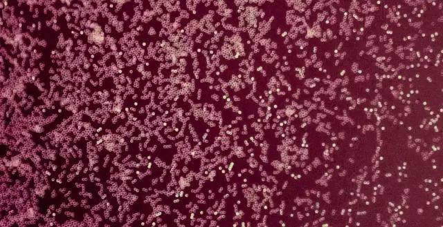 细胞治疗最佳方案,张明徽细胞免疫治疗费用