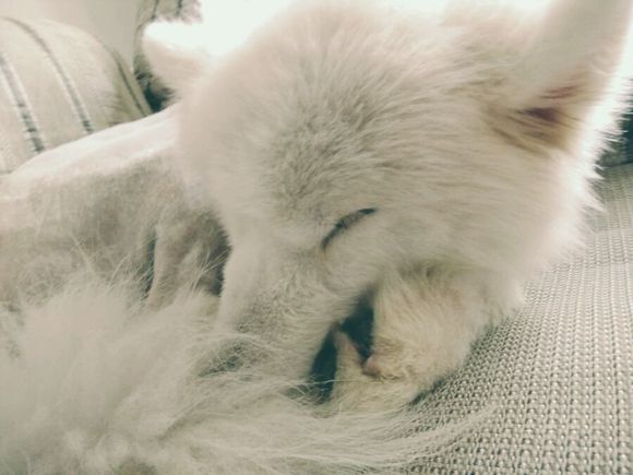 在诸暨市捡到一只萨摩耶,捡了一只萨摩耶怎么看有没有病