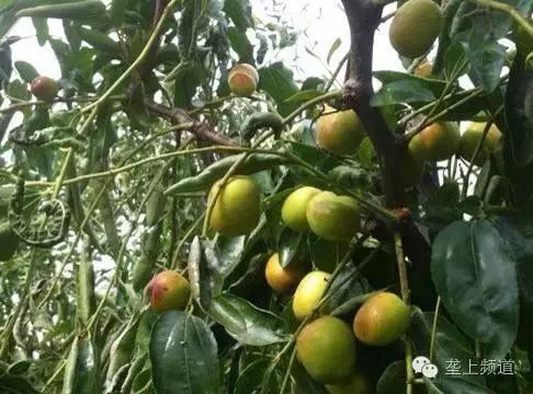 关于水果的那些秘密，湖北老乡看过来！