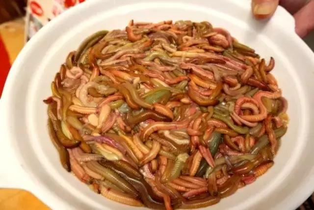 顺德禾虫吃起来是什么感觉,佛山哪里有禾虫吃