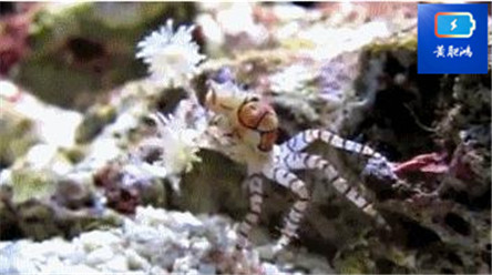 动物界的新网红：TF蟹给你快乐，你有没有爱上我？