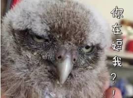 微信抢红包陷阱如何破,抢微信红包大小有没有规则