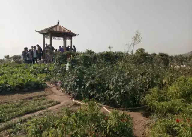 石家庄新出的一款旅游景点,石家庄新的旅游区