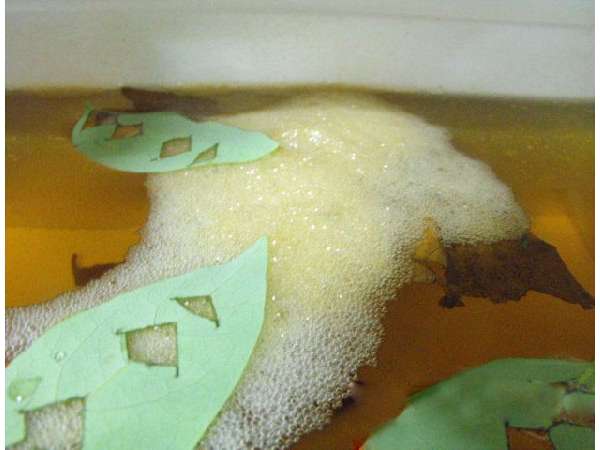 冬天怎么养殖100条泰国斗鱼,泰国斗鱼居家养殖指南