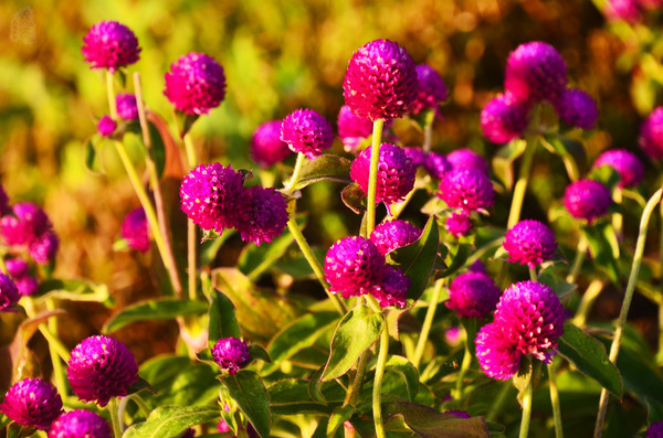 吉林市神农庄园视频,吉林神农庄园温泉度假村