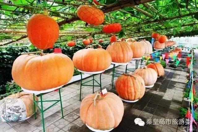 秦皇岛的秋景,河北秦皇岛风景秋季