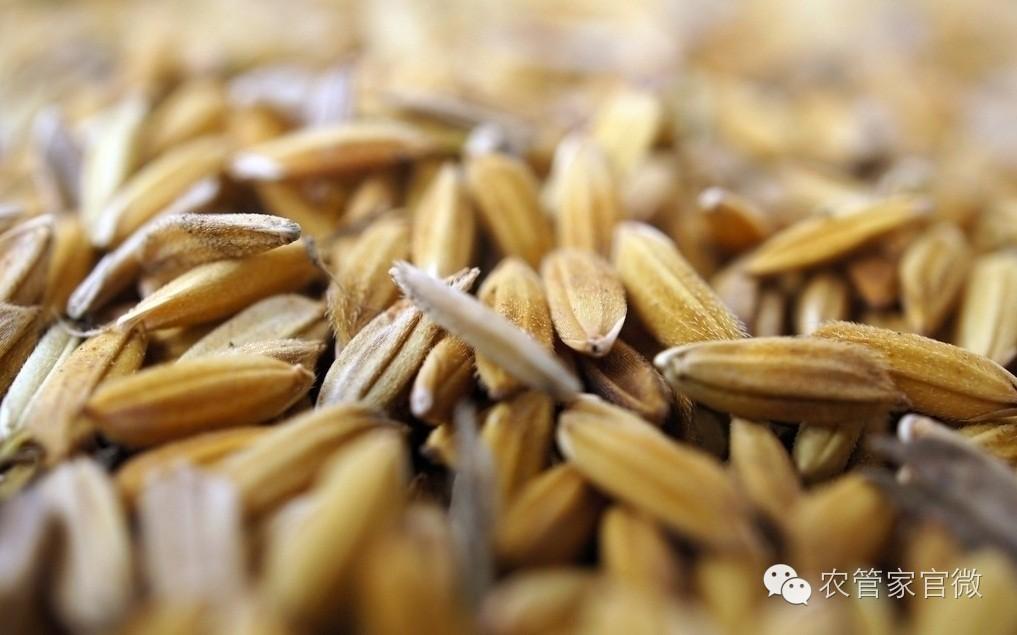 中国粳稻年度价格走势,目前粳稻的价格是什么走势