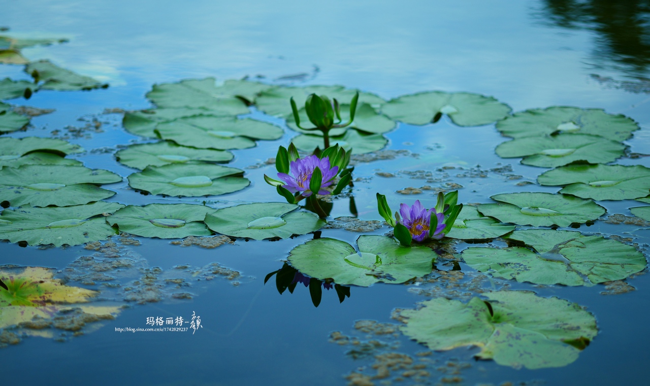 辰山植物园睡莲拍照,行摄洪湖荷花展