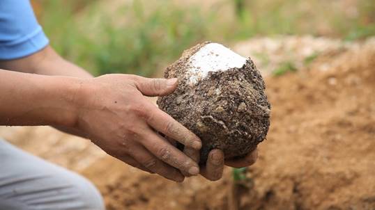匠心制造传美名大别山下出茯苓
