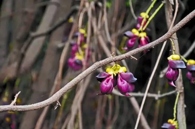 120年，你绝不可能错过的一种“川大之美”