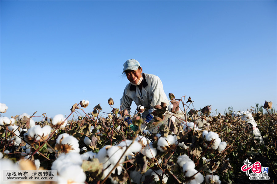 新疆采棉工人血泪史,新疆采棉工大军