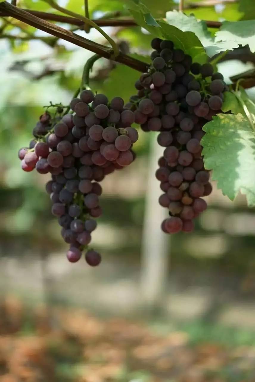 黄埭西瓜子江苏老字号,黄埭西瓜子