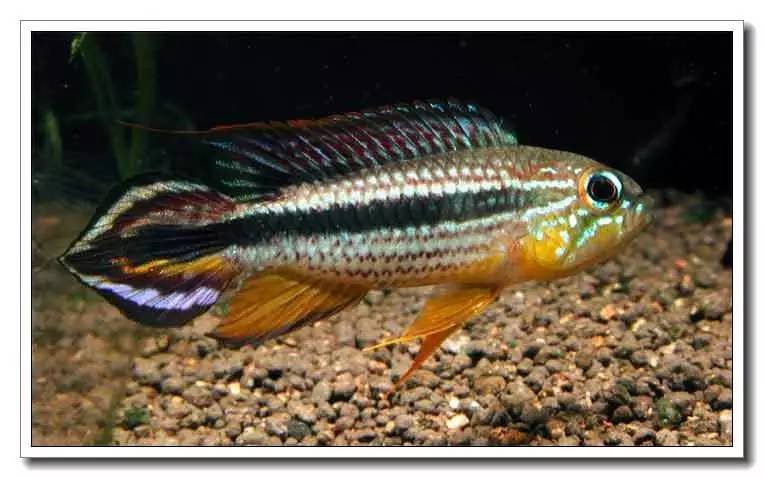 杂志连载南美短鲷的饲养法（二）