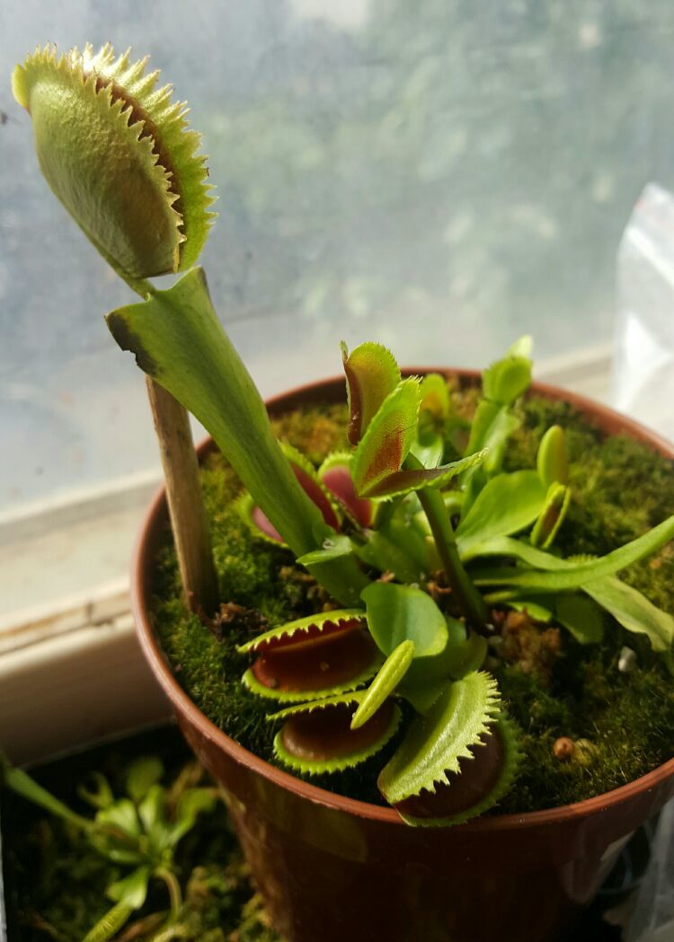 向阳的玻璃花房,玻璃花房设计建造