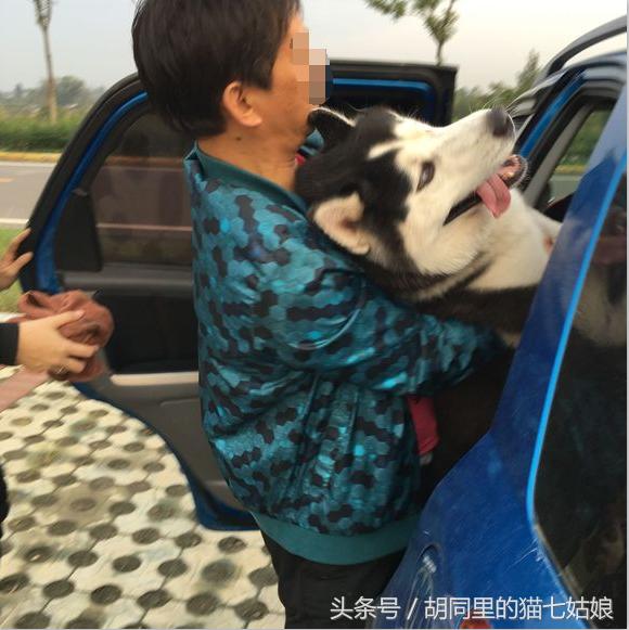 主人带二哈去野外玩,女孩带一群二哈回家过年