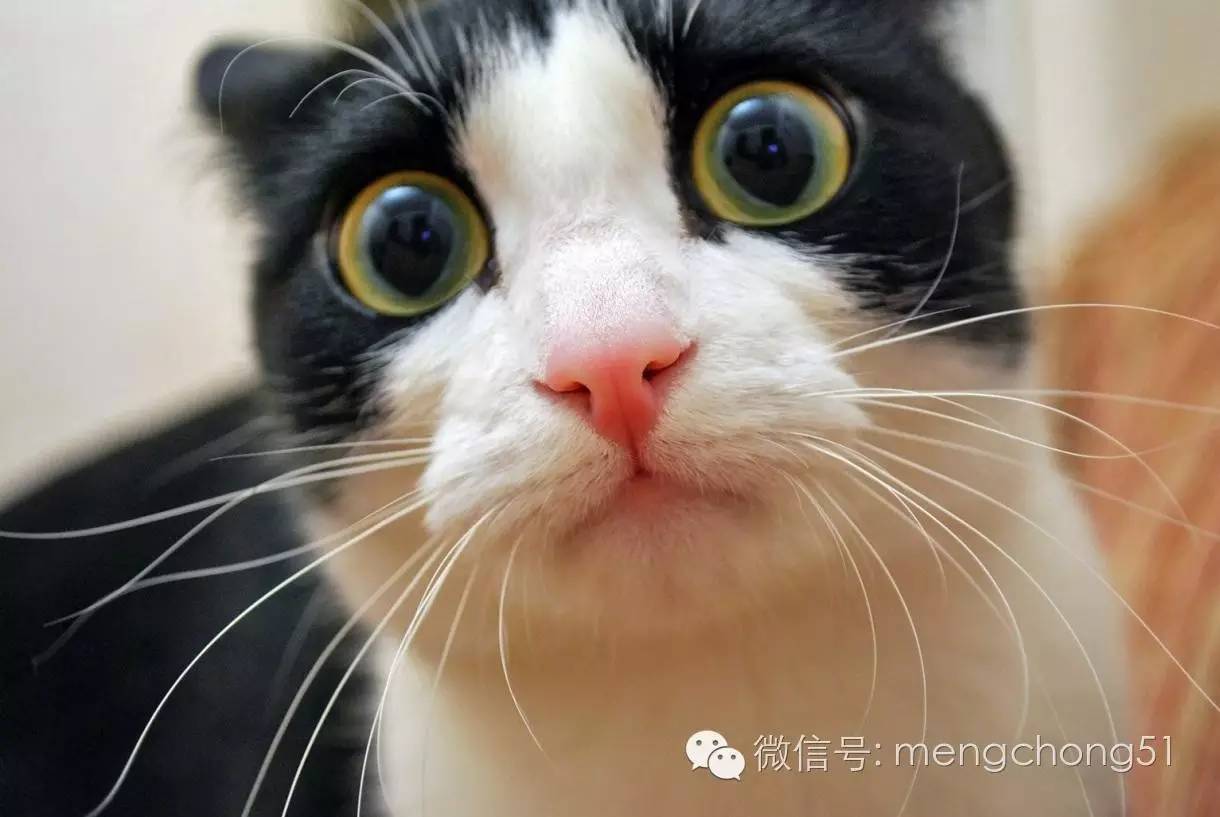 猫咪感染了猫瘟怎么办？如何治疗和预防？