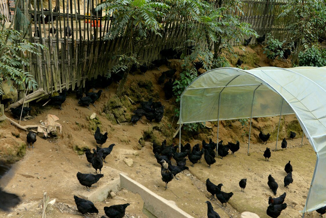 养鸡养羊还养生，德宏的这个地方，去了就不想走了！