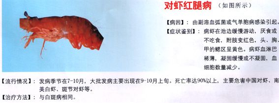 虾红腿病怎么处理,对虾红腿病能吃吗