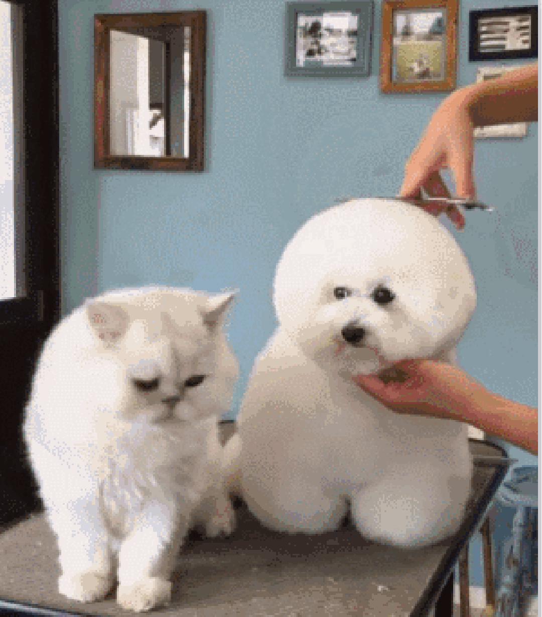 狗狗叼着玩具娃娃,狗狗玩玩具娃娃