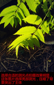 乐视乐2拍照体验,乐视手机乐2评测