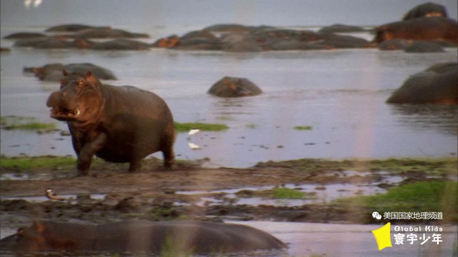 河马为什么不像马,河马长得不像马为什么叫河马