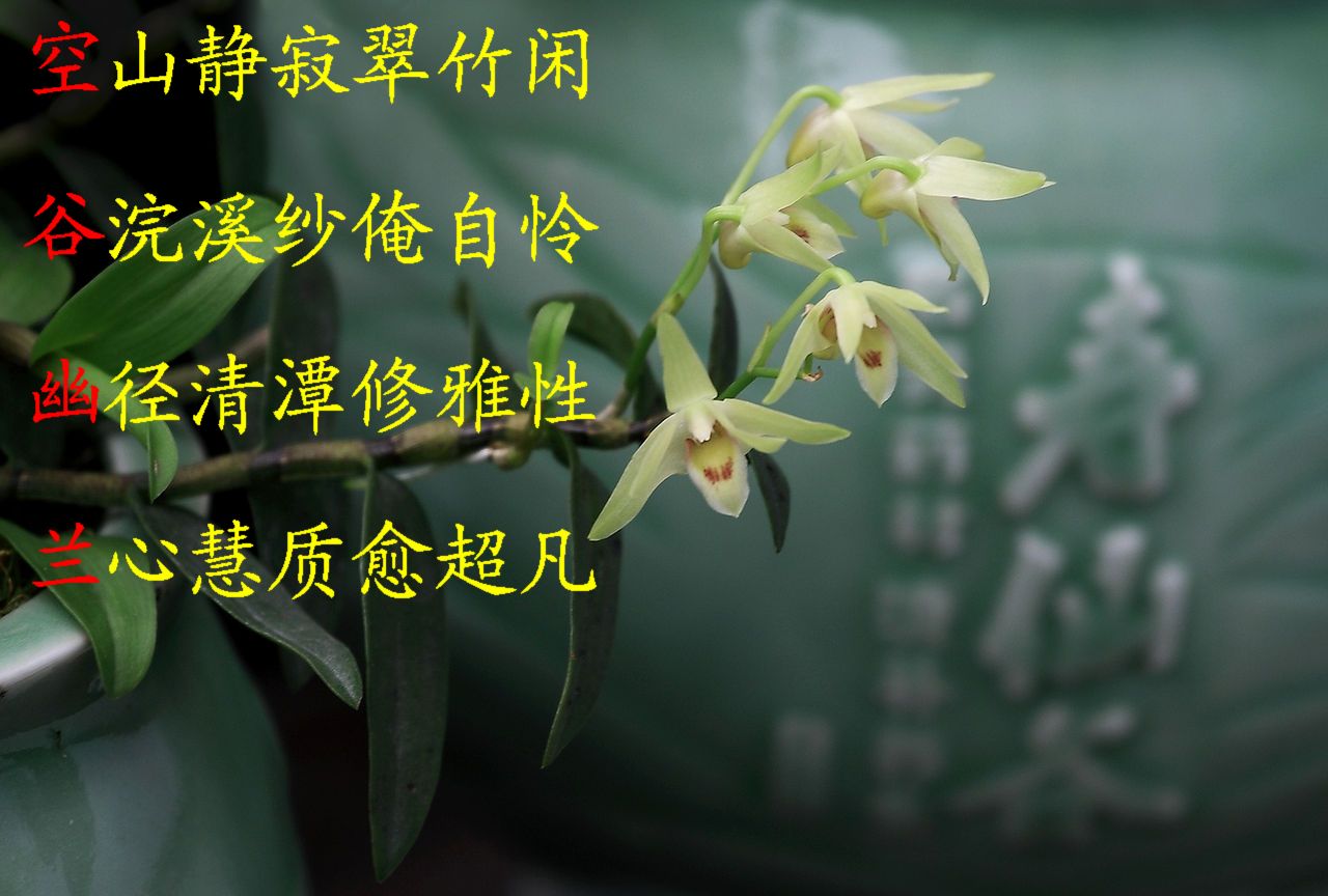 空谷幽兰妙舞清歌,空谷幽兰solo一曲封神