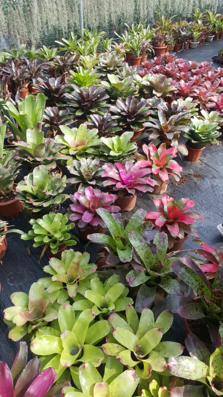 向阳的玻璃花房,玻璃花房设计建造