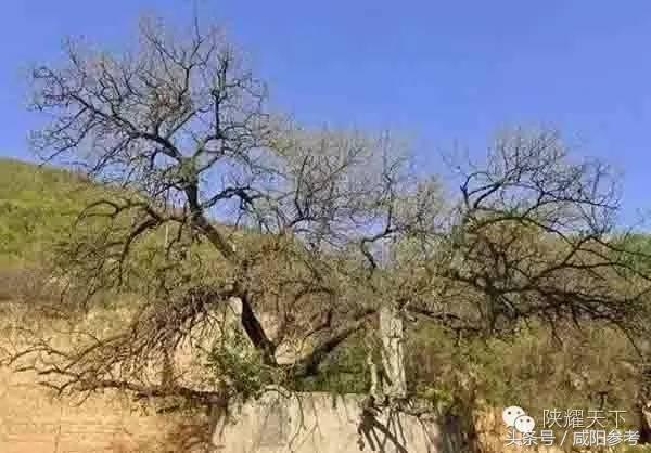 咸阳“十大树王”出炉！你知道几颗关于他的故事？