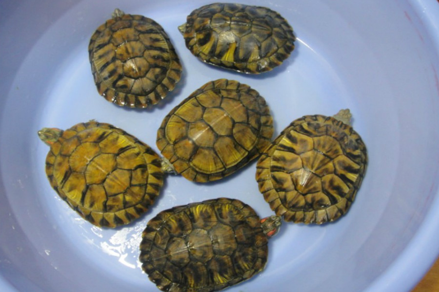 农村水域外来物种巴西龟可怕入侵中华本地乌龟前景堪忧