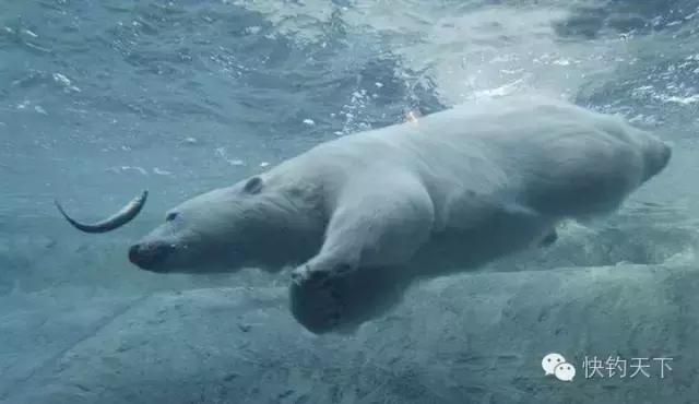 有了探探再也不用愁脱单,有没有必要用探鱼器