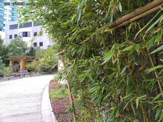 情怀落地,锤子情怀