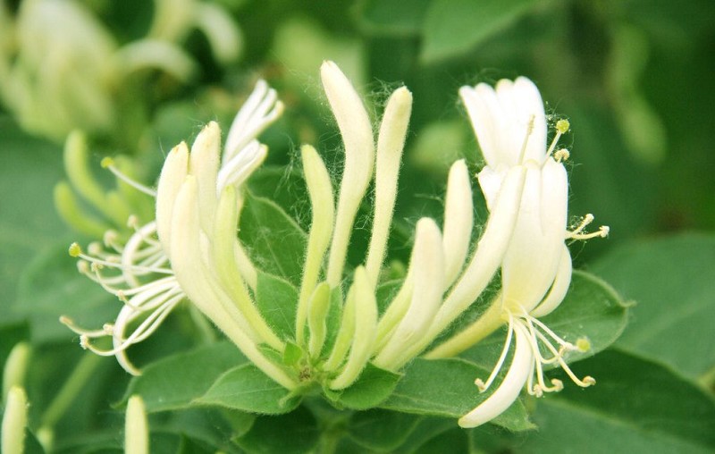 阳台种花草很麻烦,阳台种花草长茂盛了