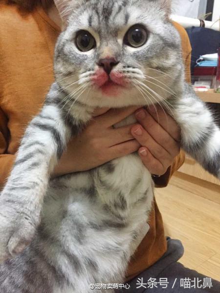 小猫吃猫砂会中毒吗,猫奴求助