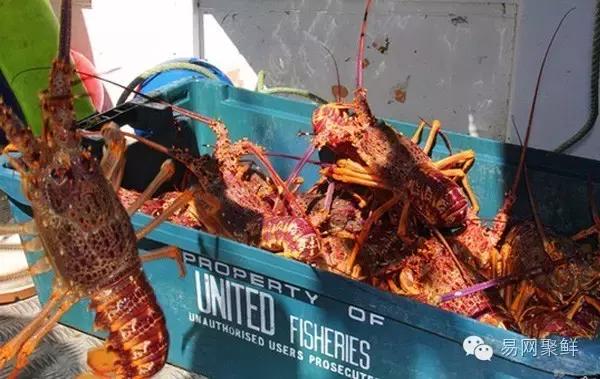 海鲜陆冻和船冻,近海海鲜与船冻海鲜区别