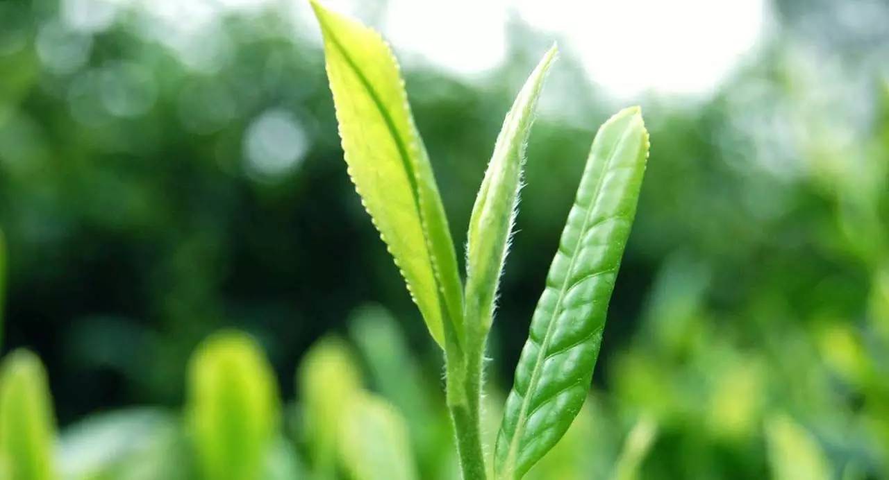 安徽名茶中被列为中国十大名茶,十大名茶为何没有湖南安化的黑茶