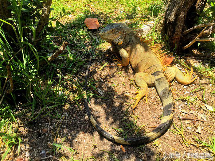野鹅旅行,野鹅自驾无人区