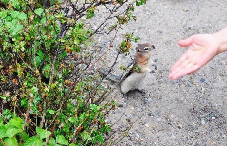 落基山脉湖泊,落基山的图片风景