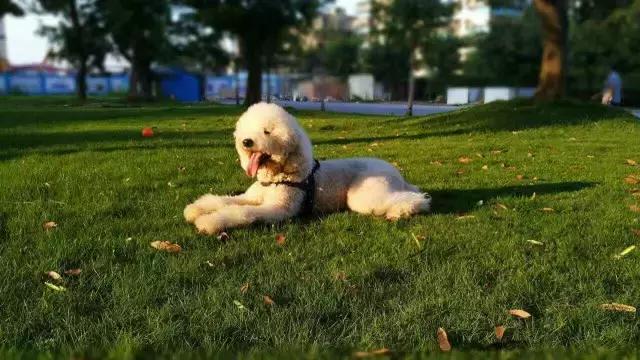 全价全犬种通用粮和专用粮的区别,天然昆虫蛋白全犬种全价幼犬粮