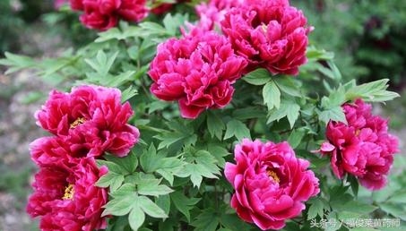 国色天香牡丹花好不好养,国色天香和牡丹花