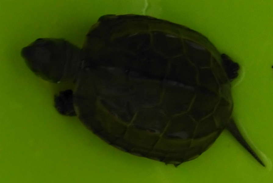 农村水域外来物种巴西龟可怕入侵中华本地乌龟前景堪忧
